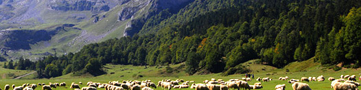 Répartition des races bovines et ovines dans les Massifs : Massif des Pyrénées