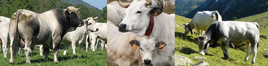 Race bovine Gasconne : vache à viande des Pyrénées