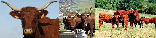 Race bovine Salers : vache à viande et laitière du Massif Central