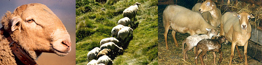 Races ovines allaitantes des Pyrénées : Castillonaise