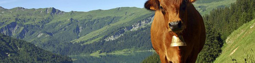Les aires géographiques : répartition des races bovines et ovines dans les Massifs