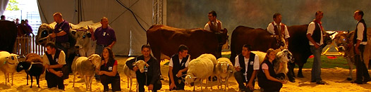 CORAM : promotion des races bovines et ovines de massif montagneux