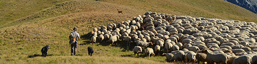 Candidature de la transhumance