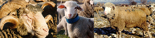 Races ovines allaitantes des Alpes du Sud : Mérinos d'Arles
