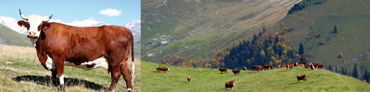 Race Abondance : vache laitière dans les alpes