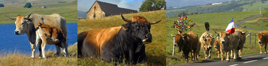 Race bovine Aubrac : vache laitière de l'Aubrac dans le Massif Central