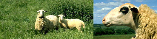 Race ovine Causse du Lot : brebis laitières du Causse du Lot