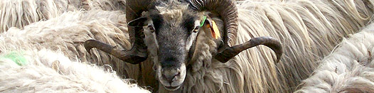 Race ovine Corse : brebis laitières du Massif Corse