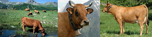 Race bovine Tarentaise : vache laitière de la vallée de la Tarentaise en Savoie