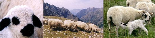 Race ovine Thones et Marthod : brebis à petits de Savoie et Haute Savoie 