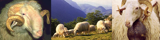 Races ovines laitières des Pyrénées : Basco-Béarnaise