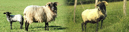 Races ovines laitières des Pyrénées : Manech tête noire