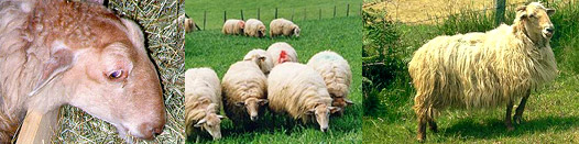 Races ovines laitières des Pyrénées : Manech tête rousse