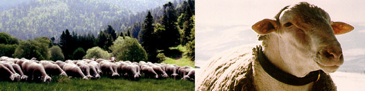 Races ovines allaitantes du Massif Central : Blanche du Massif-Central