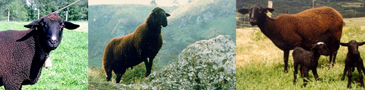 Races ovines allaitantes du Massif Central : Noire du Velay