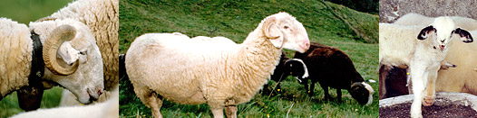 Race ovines allaitantes des Pyrénées : Lourdaise