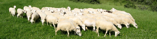 Races ovines allaitantes du Languedoc Roussillon : Caussenarde des Garrigues