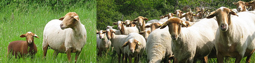 Races ovines allaitantes du Languedoc Roussillon : Rouge du Roussilon